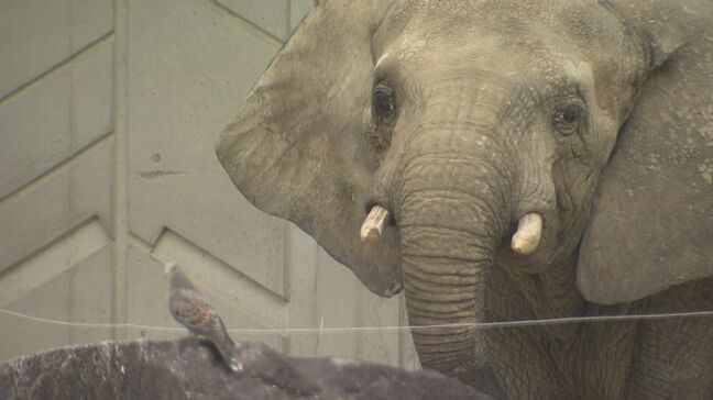 【速報】国内初　マルミミゾウの「メイ」が出産　子どもが立って乳を飲もうとする姿も確認　広島市・安佐動物公園|TBS NEWS DIG