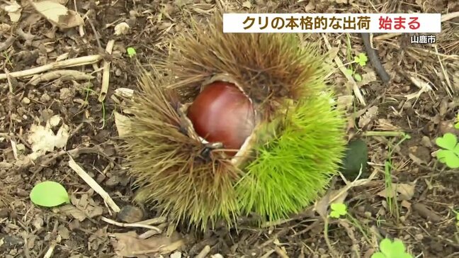 西日本一の生産量　熊本山鹿のクリ　本格的な出荷始まる　ケーキや和菓子で人気|TBS NEWS DIG