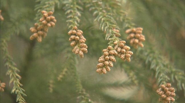スギ花粉　２月14日が飛散開始日　花粉量は過去10年平均の約1.7倍予想　山梨県衛生環境研究所　|TBS NEWS DIG