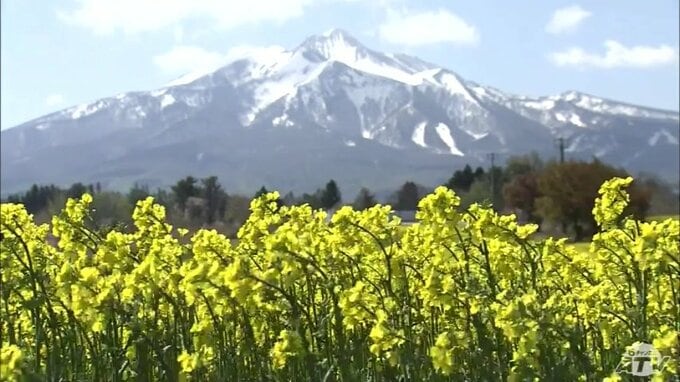 毎年場所が変わっても…絶景！残雪の岩木山と菜の花絨毯　青森県鰺ヶ沢町　|TBS NEWS DIG