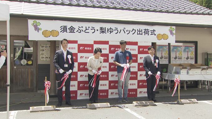 須金ぶどう・梨　「甘くて大ぶり」秋の味覚　全国へ　山口・周南|TBS NEWS DIG