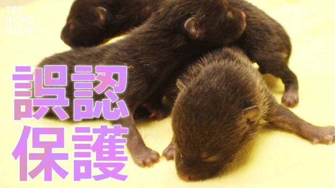 「親ダヌキからしたら誘拐」“誤認保護”注意呼びかけツイートが1万4000RT以上　知っておきたい野生動物の世界|TBS NEWS DIG