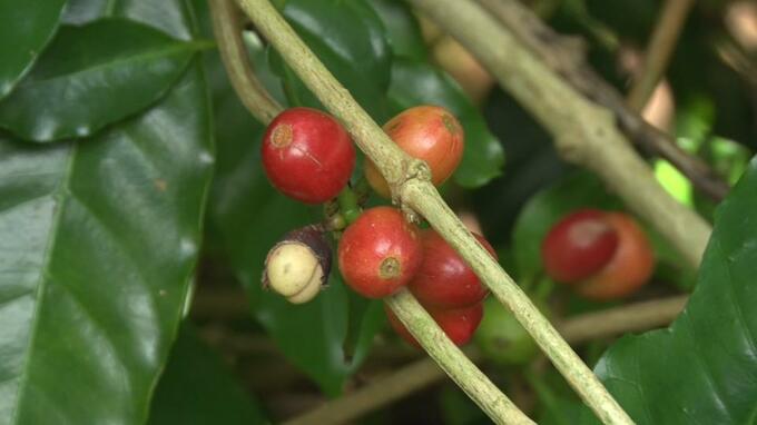 コーヒーが生産できる「コーヒーベルト」北端の沖縄　子どもたちが豆の収穫を体験|TBS NEWS DIG