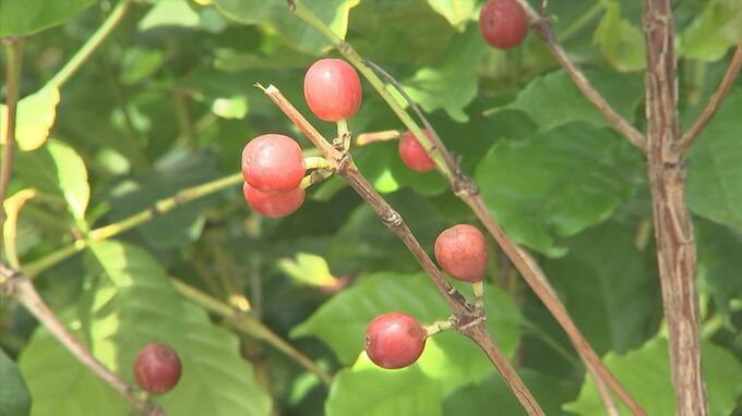 「絶対皆さんが無理だって言われていたんですが…」鳥取県でコーヒーの木２万本栽培！？…作られるのは…お茶！？　|　BSSニュース | BSS山陰放送