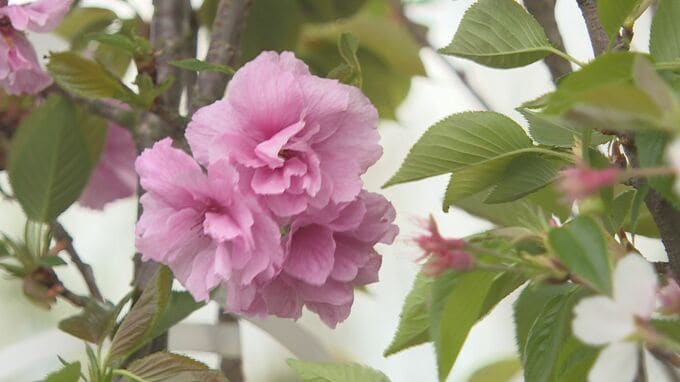 「心を込めて育てた」春の田主丸植木まつり始まる　山口市|TBS NEWS DIG