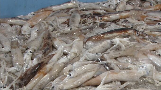 【速報】スルメイカ漁に初の停止命令 漁獲枠上限超えで 水産庁