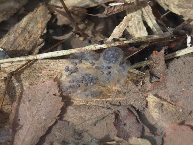 絶滅危惧種 ホクリクサンショウウオが産卵　成長すると体長10センチほどに　|　富山のニュース｜天気・防災｜チューリップテレビ