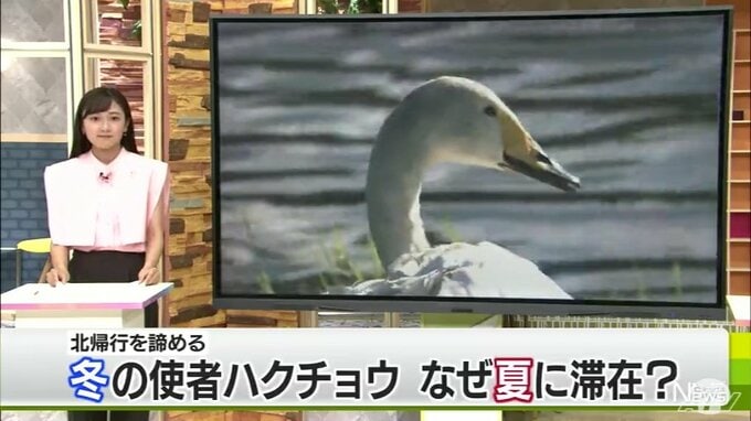 冬の使者ハクチョウが夏に滞在　暑さに耐えられる？観察の際は「そっと遠くから見守って！」|TBS NEWS DIG