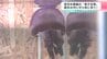土佐錦魚＆ムラサキクラゲ　“ハマスイ”で珍しい金魚や紫色をしたクラゲを展示　夏休み中にぜひ見に来て！　|　高知のニュース・天気｜KUTV NEWS | KUTVテレビ高知