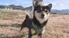 小学校近くで犬が逃走！情報に駆けつけてみれば…白昼の大捕物？　|　山口のニュース・天気・防災｜tys NEWS｜ｔｙｓテレビ山口