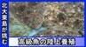 「1日で全滅…」「仕入れの移動に2日」北大東島が挑んだ高級魚の養殖　年間出荷量10万匹を目指して　|　沖縄のニュース｜RBC 琉球放送