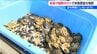 「厄介者が宝物に」ハス食いつくす外来ガメの命を無駄にせず栄養豊富な堆肥に  新潟　|　新潟のニュース・天気｜BSN NEWS｜BSN新潟放送