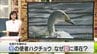 冬の使者ハクチョウが夏に滞在　暑さに耐えられる？観察の際は「そっと遠くから見守って！」　|　青森のニュース│ATV NEWS│青森テレビ