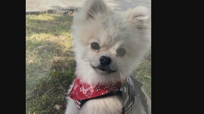 犬をひき逃げした車の運転手は杖つく91歳男性「車は自動ブレーキで最新」 高齢ドライバーの言い訳と女の子の涙