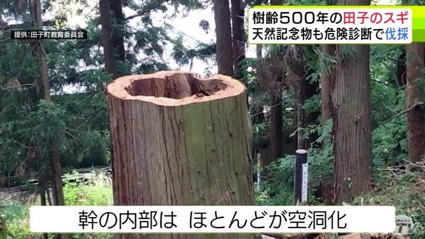 推定樹齢は約500年 田子町の指定文化財で天然記念物の「スギの木」伐採