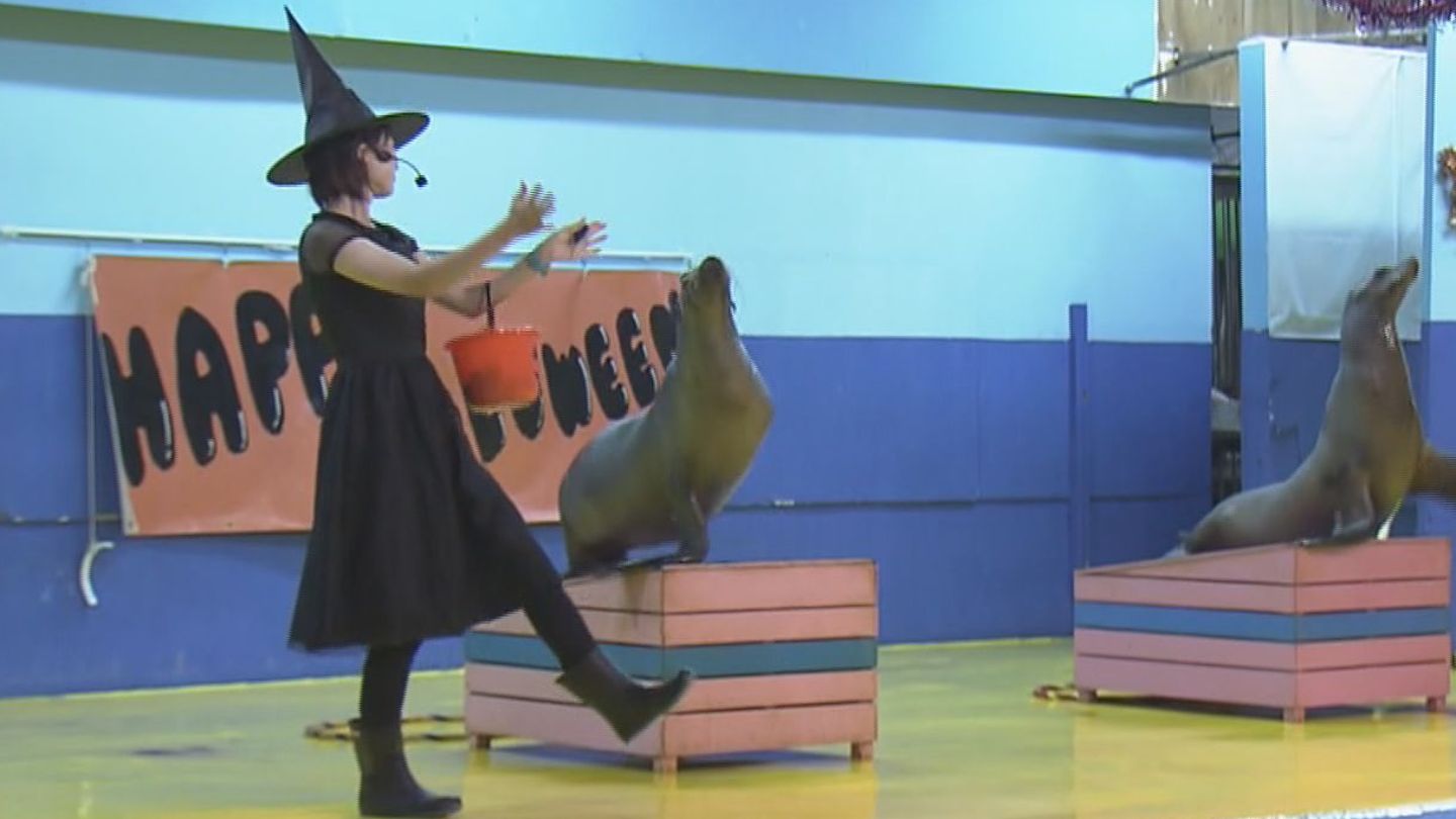 水族館はハロウィーン一色の飾りつけ アシカショーでは飼育員が魔女の衣装で大盛り上がり