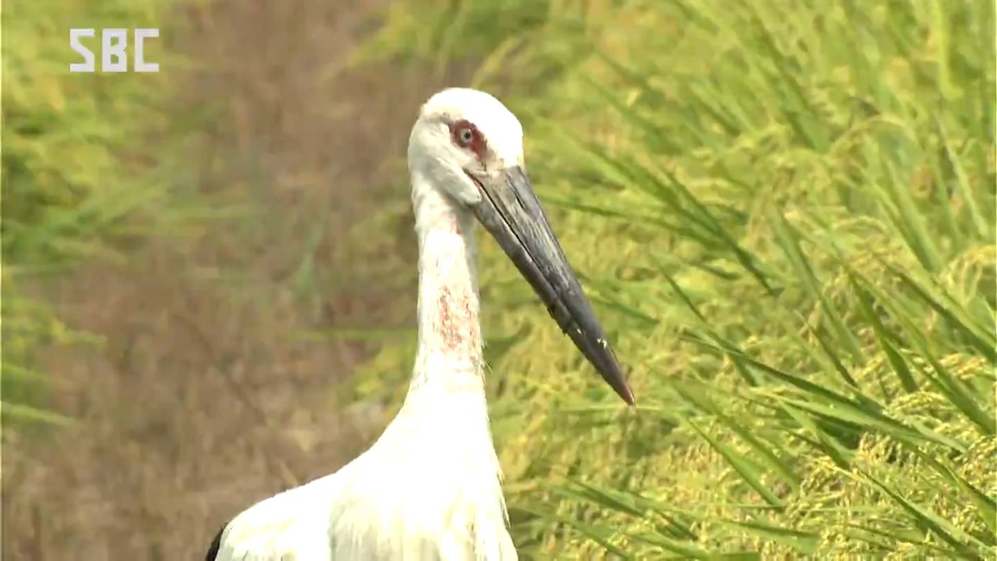 幸せを運ぶ…」コウノトリ2羽が安曇野市に飛来 国の特別天然記念
