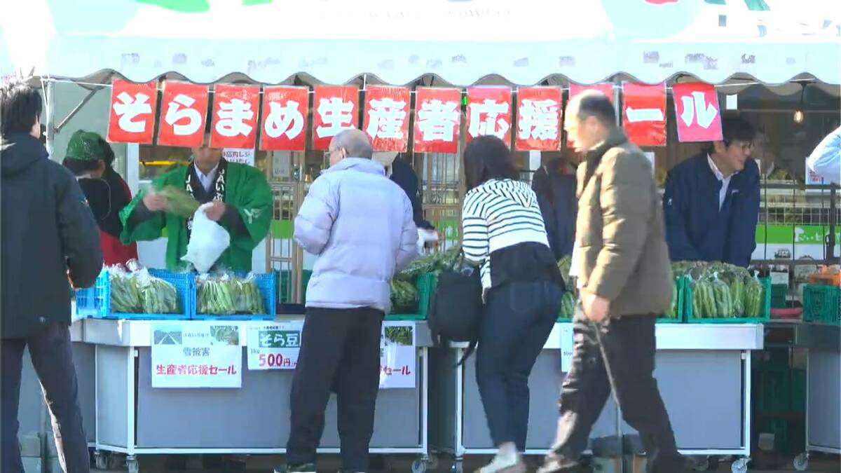 寒波で指宿産ソラマメに被害 鹿児島市で生産者応援セール | 鹿児島の