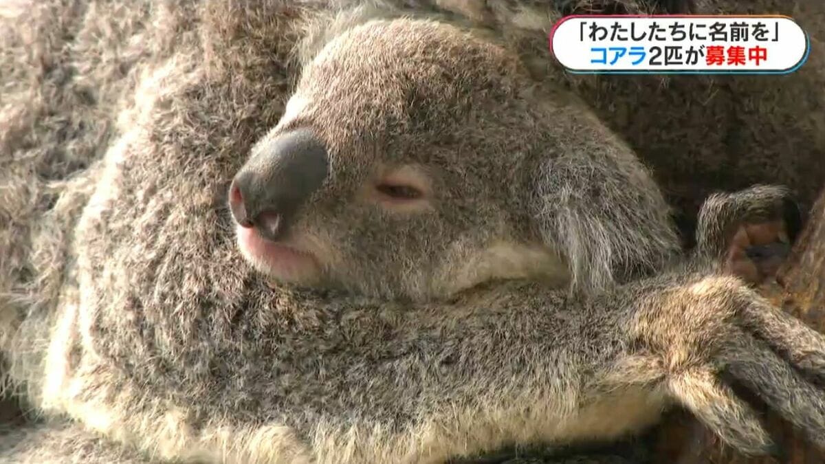 赤ちゃんコアラの名付けのコツは？「わたしたちに名前をつけて」平川