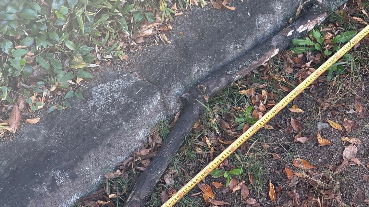 落下したケヤキの枝が校外学習中の児童に当たる 頭に切り傷など4年生の児童2人けが 重さ3.3キロ 名古屋・白川公園