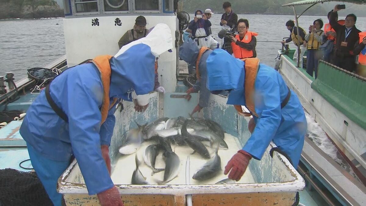 県産養殖ブリ新たな一歩！　人工種苗ブリ出荷スタート　大分