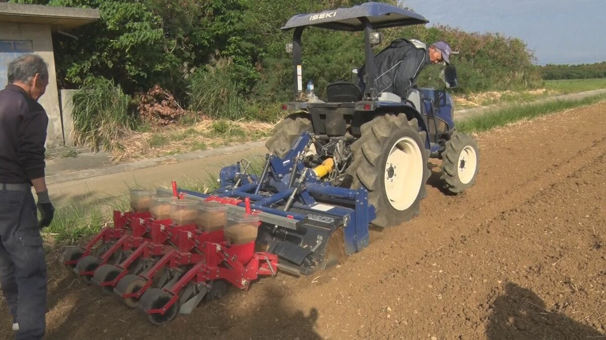 津堅島で小麦の種まき始まる