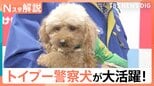 トイプードル警察犬 親子で大活躍!シェパードなどの大型犬にはないメリットも【Nスタ解説】|TBS NEWS DIG