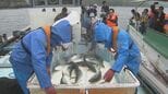 県産養殖ブリ新たな一歩！　人工種苗ブリ出荷スタート　大分|TBS NEWS DIG