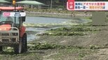 あたり一面「アオサ」だらけ!?横浜の海岸に“大量漂着”のナゾを【ひるおび】独自検証|TBS NEWS DIG