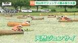 ジュンサイの女神は誰に微笑む!?　制限時間1時間で重さを競う、天然ジュンサイ摘み採り選手権　初の外国人参加者も　旬の味覚をめぐった笑顔の絶えない大会に（山形・村山市）|TBS NEWS DIG