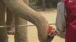 暑い…動物園で冷たいスイカをプレゼント!「大好物」のあの動物はすぐにペロリ!|TBS NEWS DIG