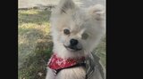 犬ひき逃げの運転手は杖つく91歳男性「全く覚えていない。車は自動ブレーキで最新」 高齢ドライバーの言い訳と女の子の涙|TBS NEWS DIG