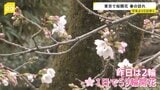 東京で桜開花を発表 平年より5日早く 靖国神社で開花発表基準を大きく上回る「61輪」確認|TBS NEWS DIG