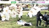 暖かな日差しに花びら舞って…「改めてきれいだと」花見客の心打つ満開のサクラ＝静岡市・駿府城公園|TBS NEWS DIG