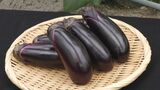 ヘタにトゲがない「とげなし美茄子」の収穫　愛知・碧南市　|　名古屋・愛知・岐阜・三重のニュース【CBC news】 | CBC web