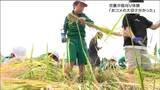 「いつも食べているおコメの大切さがさらに分かった」自分たちが田植えをした稲の刈り取り　柴田町の小学校　宮城　|　宮城のニュース│tbc NEWS│tbc東北放送