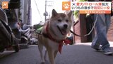 警察官「すごく頼もしいです」愛犬との散歩×街の見回り活動「愛犬パトロール隊」韓国で急拡大|TBS NEWS DIG