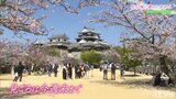 令和のサクラ2023　久々の賑わい　春満開の松山城|TBS NEWS DIG