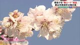 第二の花見山目指して 郡山市の桃源郷“梅ロード”見頃 福島|TBS NEWS DIG