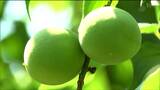 「夏バテ防止には最高といわれている」例年より1週間早く“ウメ”収穫始まる　宮城・角田市　|　宮城のニュース│tbc NEWS│tbc東北放送