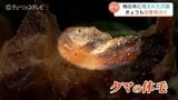 「まさかこんなに早く…」富山市の住宅敷地で柿がクマの被害 各地で目撃や痕跡が相次ぐ、住民に不安広がる|TBS NEWS DIG
