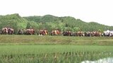 チャグチャグ馬コ4年ぶり通常開催 感染症対策の制限撤廃 鈴の音が初夏の訪れ告げる 岩手|TBS NEWS DIG