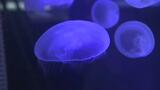 食べるエサの色によって胃の色が変わる!?日本の沿岸でよく見られるミズクラゲ 「癒される」とクラゲが大人気! | 愛媛のニュース - Nスタえひめ|あいテレビは6チャンネル