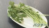 パクチーの好みは遺伝子で決まる？“苦手”と感じる人は石川県が最少…ベトナム料理店では　|　石川県のニュース｜MRO北陸放送