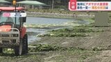 あたり一面「アオサ」だらけ!?横浜の海岸に“大量漂着”のナゾを【ひるおび】独自検証|TBS NEWS DIG