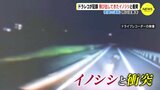 ドラレコが記録した映像　飛び込んできたイノシシと…あわや大事故　|　RCC NEWS | 広島ニュース | RCC中国放送