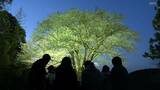 「神が宿ったような感じ」夜は幻想的な光景に…高知県大月町の“月光桜”咲き誇る | 高知のニュース・天気|KUTV NEWS | KUTVテレビ高知