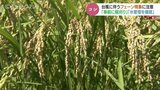 台風10号に伴うフェーンに注意　収穫間近のコシヒカリは早めの刈り取りを　胴割米にも注意　富山|TBS NEWS DIG