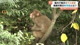 「電気柵は顔と手を狙え」サルから農作物“確実に守る”2つの鉄則　専門家が解説する“新常識”　被害額は400万円以上 に　富山|TBS NEWS DIG