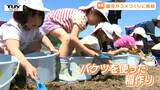 「むにゃむにゃで気持ちいい」園児がバケツをつかった稲の植え付けに挑戦! 子どもたちが米作りの大変さを学ぶ(山形) | 山形のニュース│TUYテレビユー山形